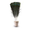 Natural Peacock Feathers Real Loose Peacock Feather for Decoration, DIY Art & Craft