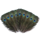Natural Peacock Feathers Real Loose Peacock Feather for Decoration, DIY Art & Craft