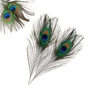 Natural Peacock Feathers Real Loose Peacock Feather for Decoration, DIY Art & Craft
