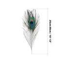 Natural Peacock Feathers Real Loose Peacock Feather for Decoration, DIY Art & Craft