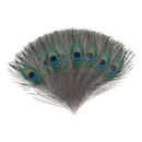 Natural Peacock Feathers Real Loose Peacock Feather for Decoration, DIY Art & Craft