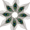 Natural Peacock Feathers Real Loose Peacock Feather for Decoration, DIY Art & Craft